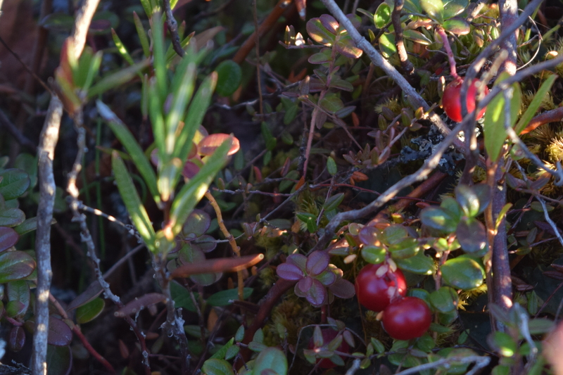 dsc_0186_temp_medium