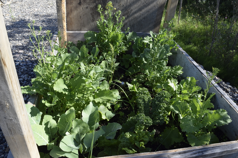 Garden Progress, 5th July 2017