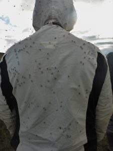 mozzies 2