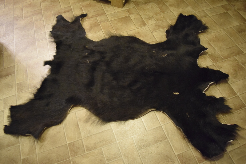 Our new weirdly shaped rug. Anyone gotta any ideas for what we should name him?