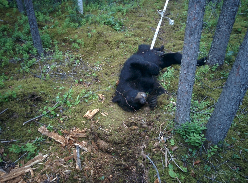 IMG_20170717_212556_medium