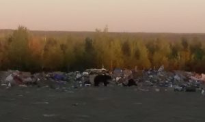 IMG_20170717_234008035