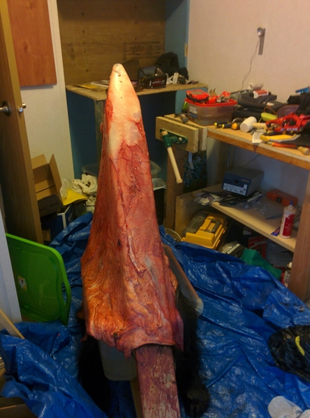 IMG_20170718_123924_medium