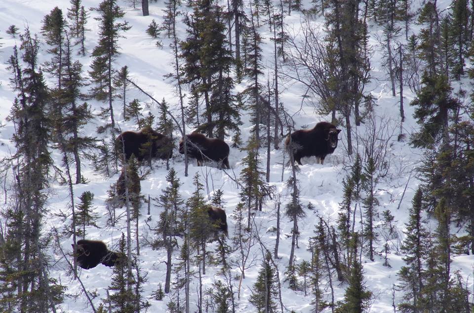 29683337_10155988325201335_8797107692122389891_n