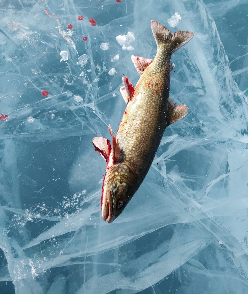 30177095_10216208530985931_519932265_o