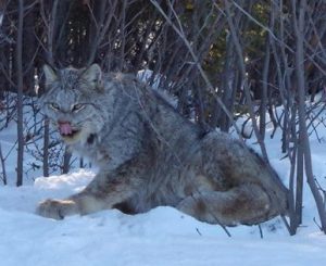 53336675_10156771475996335_7909239278389952512_n