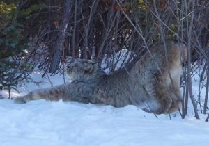 53826551_10156771480706335_4789332857996705792_n