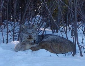 54391698_10156771476581335_7216826984758771712_n