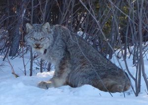 54522463_10156771475691335_3057074072509743104_n