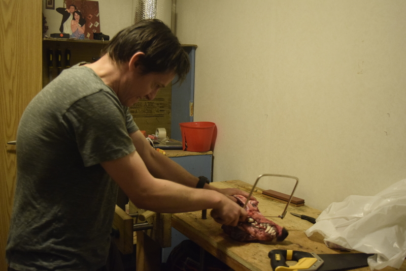 Maciek sawing a wolf's skull with a hacksaw, in completely the wrong place.